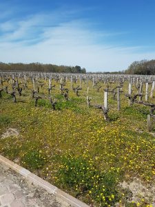 29793756_360565987776636_806434127627681792_n