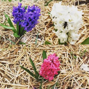 30531103_361669710999597_2483408832814907392_o