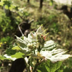 31117670_367441703755731_5260284865340768256_o